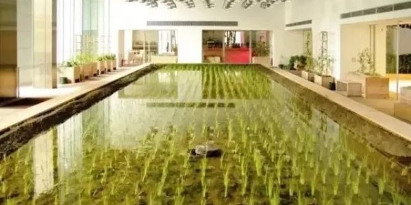 美國(guó)人把辦公桌搬進(jìn)了熱帶雨林，日本人把農(nóng)場(chǎng)搬進(jìn)了寫字樓！